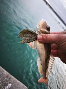 Surmullet