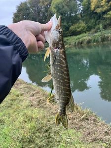 Northern Pike