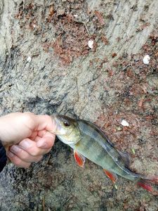 European Perch