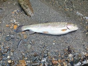 Rainbow Trout