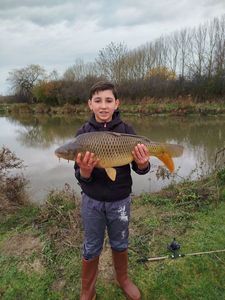Common Carp
