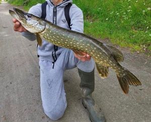Northern Pike