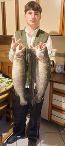 Rainbow Trout