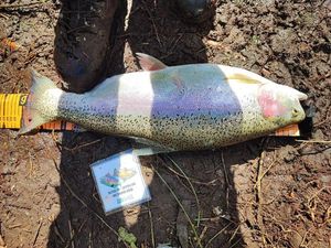 Rainbow Trout