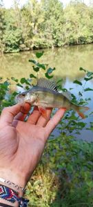 European Perch