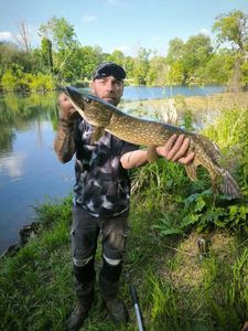 Northern Pike