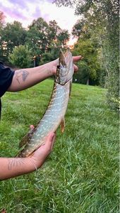 Northern Pike