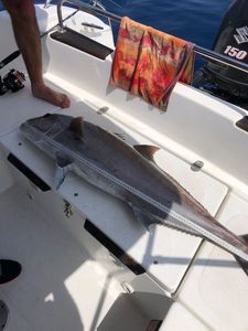 Greater Amberjack