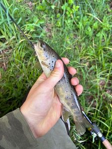 Brown Trout