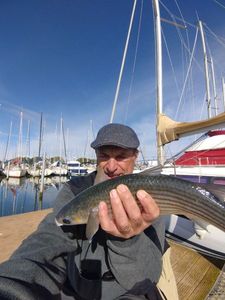 Golden grey mullet