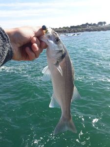European Bass (Seabass)