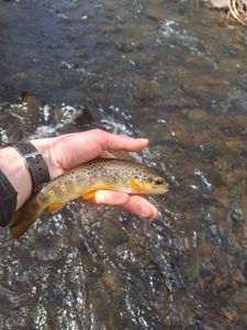 Brown Trout