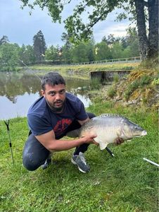 Mirror Carp