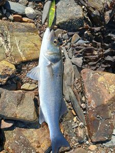 European Bass (Seabass)