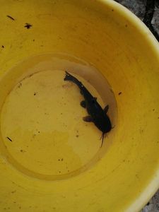 Black Bullhead