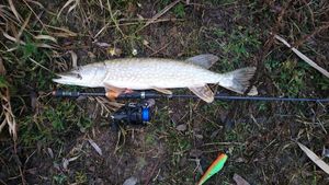 Northern Pike