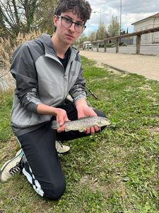 Brown Trout
