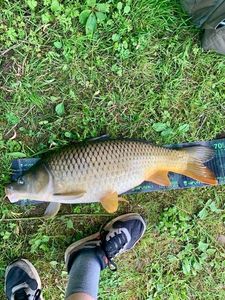 Common Carp