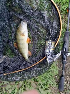 European Perch