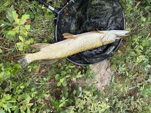 Northern Pike