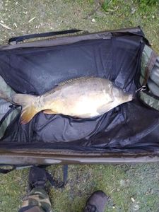 Leather Carp