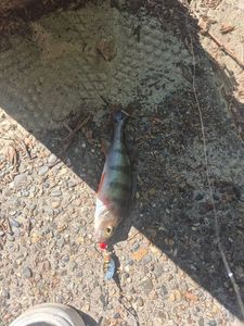 European Perch