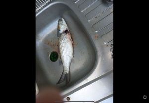 Golden Grey Mullet