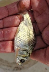 Crucian Carp