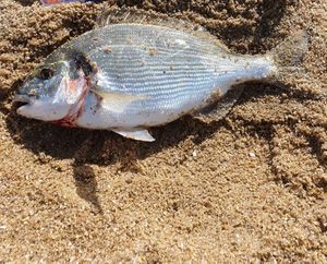 Gilthead Seabream