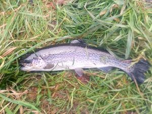 Rainbow Trout