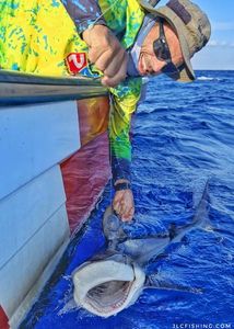 Sandbar Shark