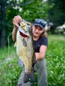 Largemouth Bass