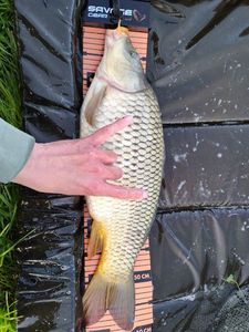 Common Carp