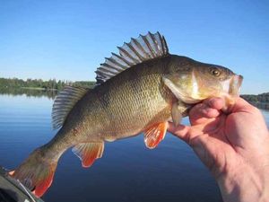 European Perch