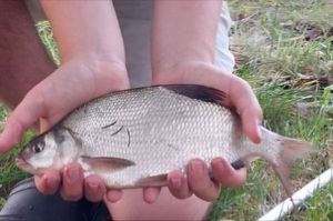 Common Bream