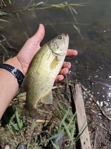 Largemouth Bass