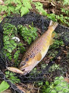 Brown Trout