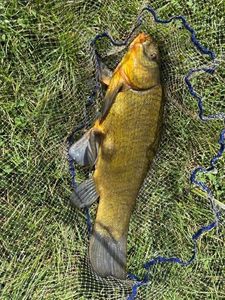 Tench
