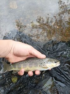 Brown Trout