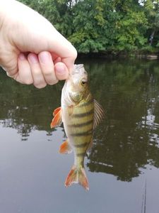European Perch