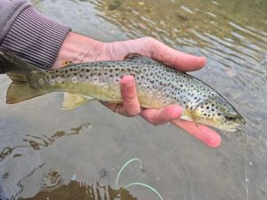 Brown Trout