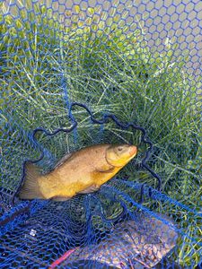 Tench