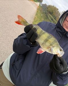 European Perch
