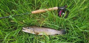 Rainbow Trout