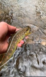 Brown Trout
