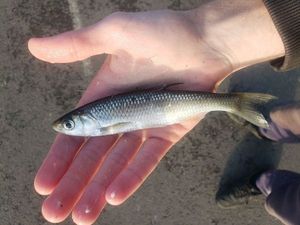 Common Dace