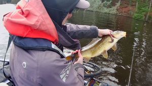 Common Carp