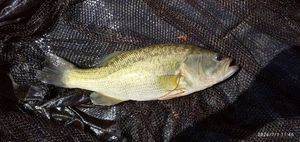 Largemouth Bass