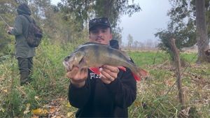 European Perch