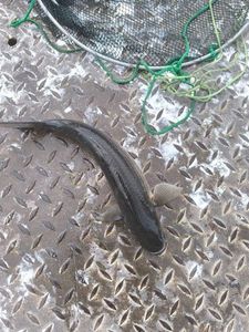 Thicklip Grey Mullet